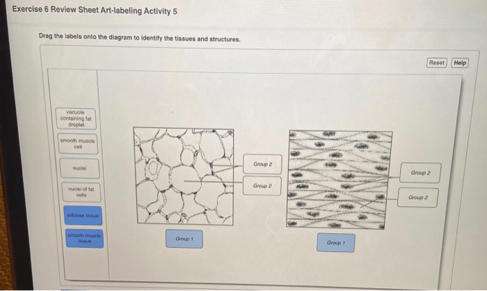 Exercise 6 review sheet art-labeling activity 5