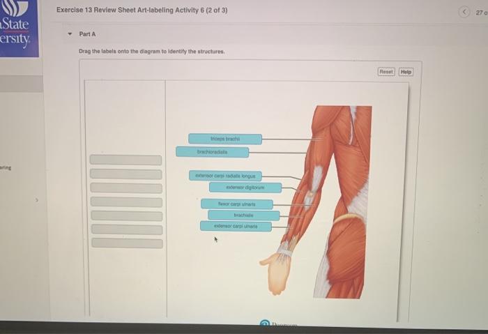 Exercise 6 review sheet art-labeling activity 5