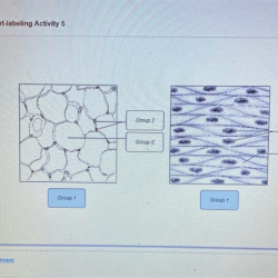 Exercise 6 review sheet art-labeling activity 5