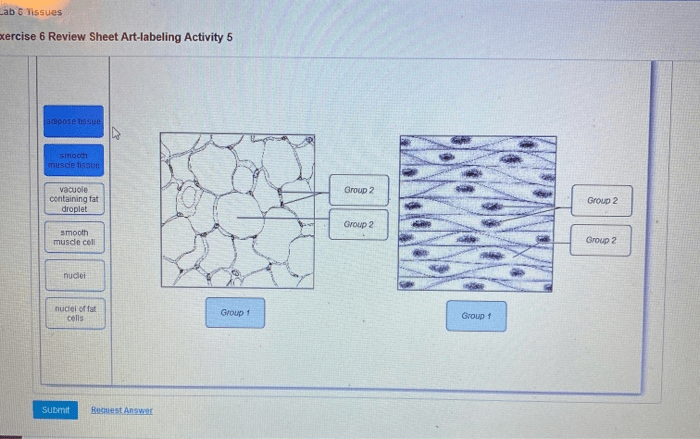 Exercise 6 review sheet art-labeling activity 5